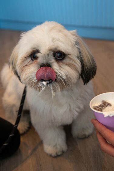 A dog licking puppuccino off his nose