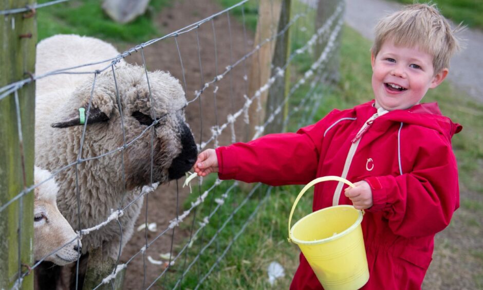 A little boy feeding a sheep