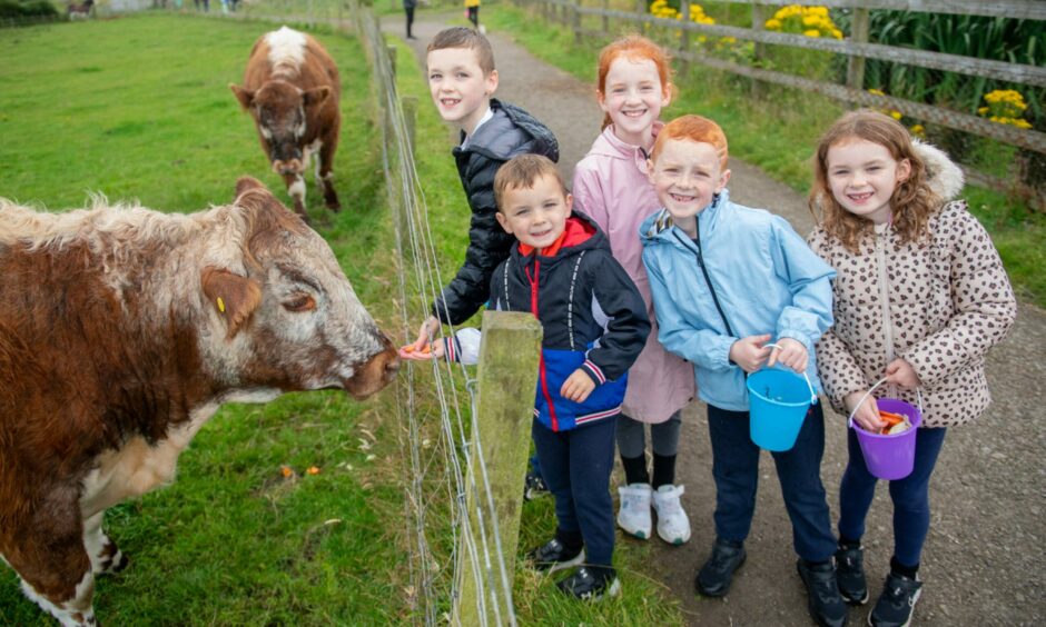 Children with a cow at Doonies Farm.