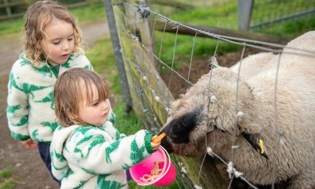 Freddie and Magnus Waterston with sheep at Doonies farm on its last day of opening. 
Image: Kami Thomson/DC Thomson.