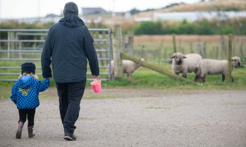 A man walking with his daughter toward some sheep