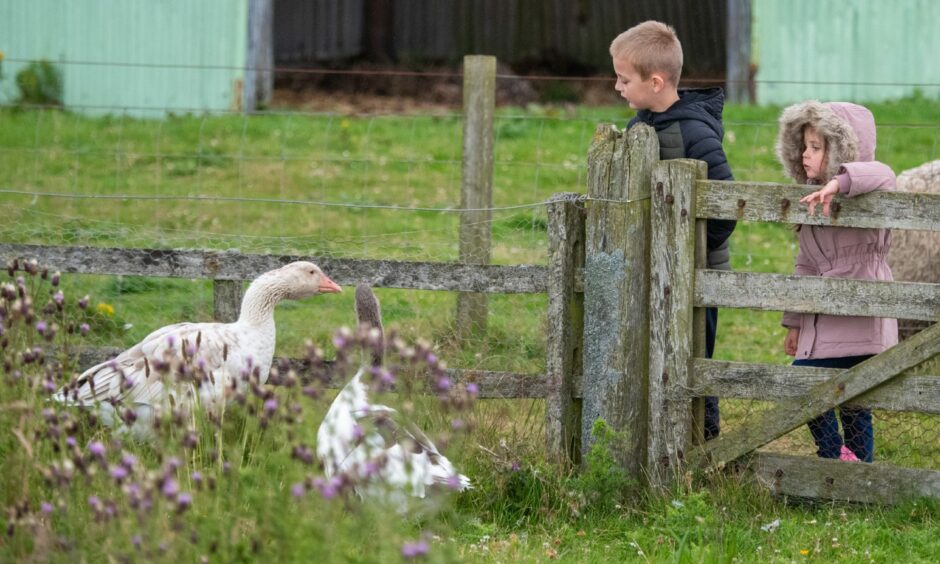 Two children with geese at Doonies farm