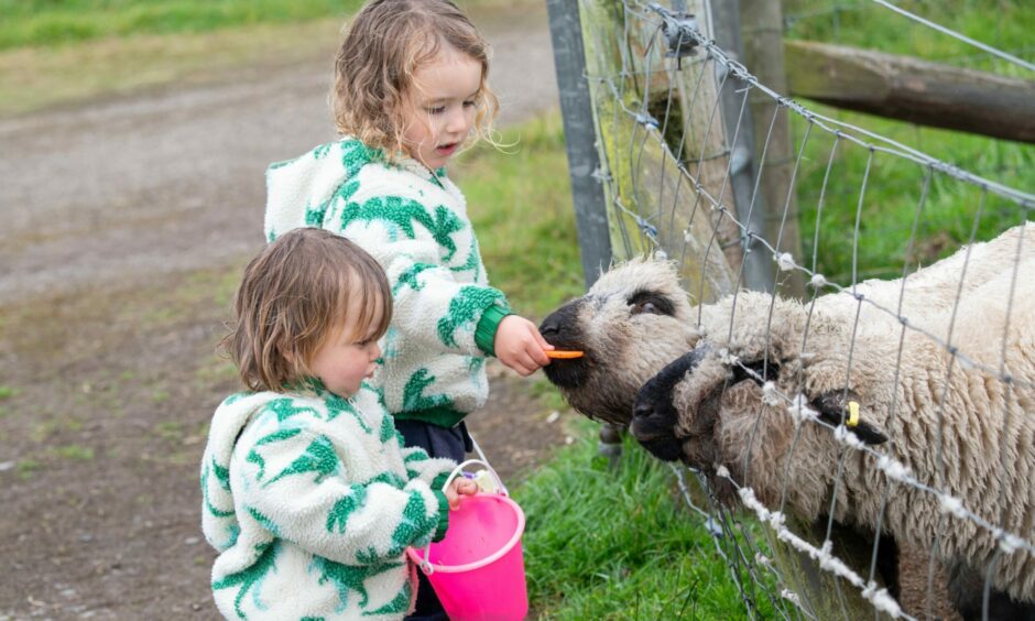Two children feeding sheep during their final visits