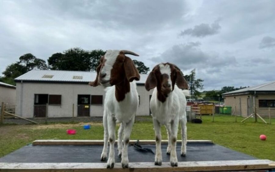 Two goats standing with building in the background.