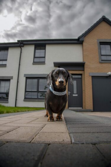Leo the Dachshund, one of the dogs from Aberdeen influencing how owners go about house hunting, outside his owner's property