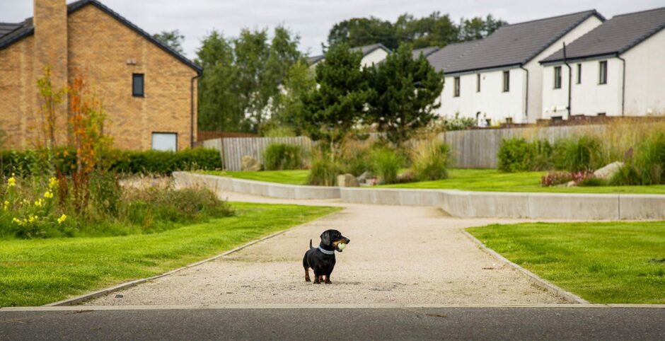 Leo the Dachshund, one of the dogs from Aberdeen influencing how owners go about house hunting, on the street with a tennis ball in his mouth