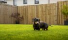 Dogs are taking the lead when it comes to the property market.