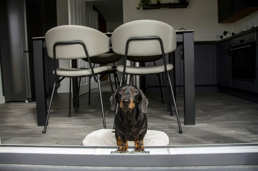 Leo the Dachshund, one of the dogs from Aberdeen influencing how owners go about house hunting, 