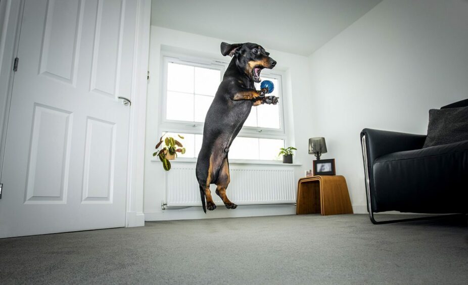 Leo the Dachshund jumping with his mouth open wide to catch a ball