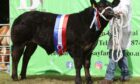 The supreme cattle champion was the cross-bred champion from the Baillie team, Sebay.