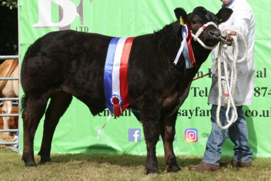 The supreme cattle champion was the cross-bred champion from the Baillie team, Sebay.