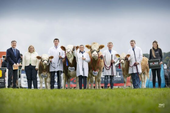 Overall championship winners from the Popes herd and Backmuir herd. Popes Princess Immie from the Wood family, below.