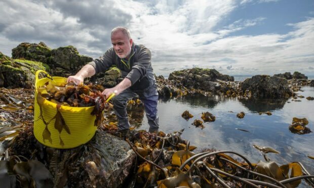 Pete Higgins, chief executive of Seaweed Enterprises, gets stuck into his first harvest.