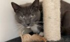 Scottish SPCA appeals for home for cats