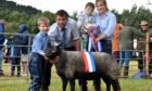 Winning champion of champions was Jack and Andrew's two-crop Blue Texel ewe Shawtonhill Eye Candy.
