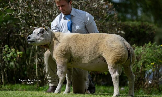 Sale leader at 42,000gns was Todhall Hercules ET from Andrew Wainwright, Cupar.