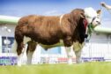 DEAL DONE: Corskie Nutmeg pictured at this year's Royal Highland Show.
