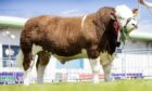 DEAL DONE: Corskie Nutmeg pictured at this year's Royal Highland Show.