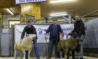 Bruce Swanson from East Murkle stood overall champion with a Suffolk and Derek Bain from Kennachy was reserve with a Texel. They are pictured with judge Liam Muir from Orkney. Images: Anne MacPherson