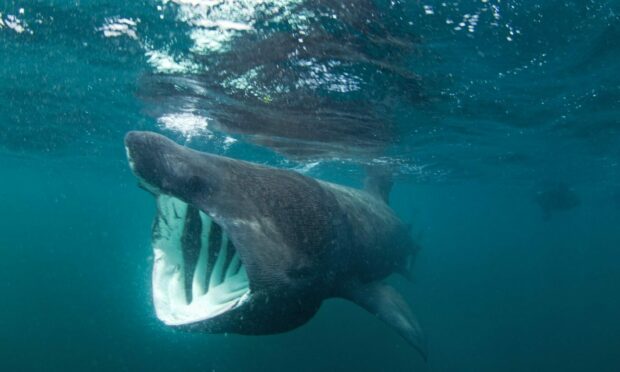 Basking sharks spotted in Aberdeenshire and Moray