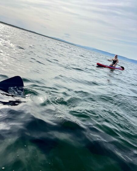 Woman paddle boarding with shark nearby. 