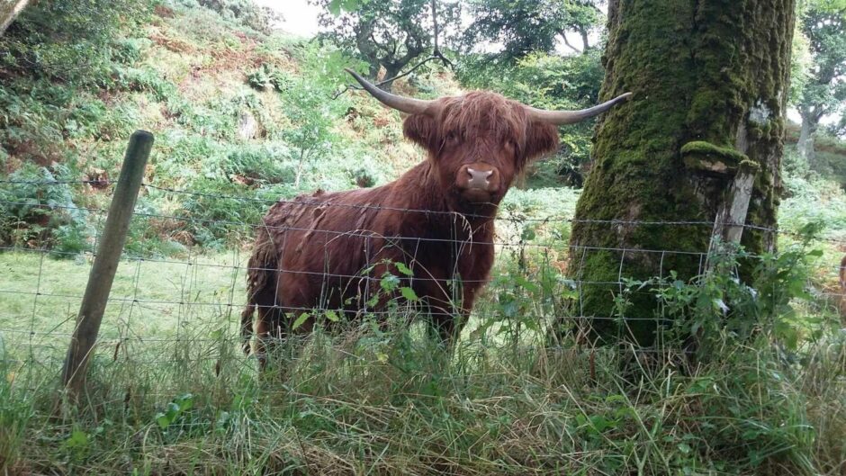 Katherine Mackenzie took this photo of a Highland cow in a glade. 