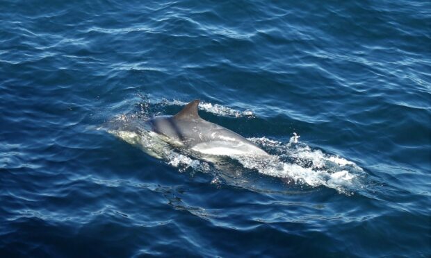 A close encounter with common dolphins.