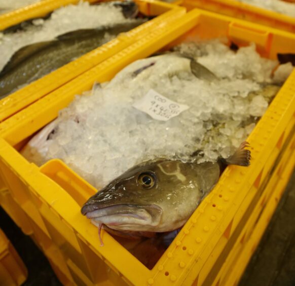 Fish in the market.