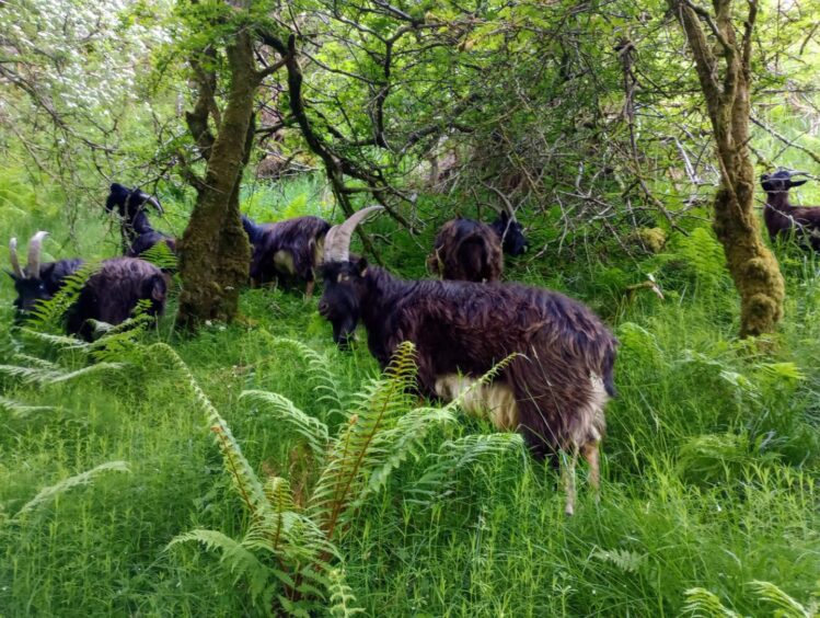 Wild goats in woodland along the West Highland Way