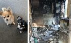Lottie and Alfie, the families dogs, died as a fire ripped through the families Hilton Avenue home. Image: Jackie Campbell.