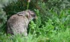 The Scottish SPCA has confirmed there is an outbreak of myxomatosis in Elgin. Image: Jason Hedges / DC Thomson.