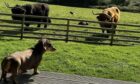 Janey Godley and her wee dog Honey enjoyed a visit to Loch Melfort Hotel in Argyll. Honey is pictured facing off some Highland cattle.
