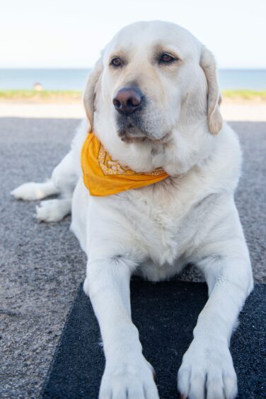 Rocky, a golden labrador wearing a yellow bandana