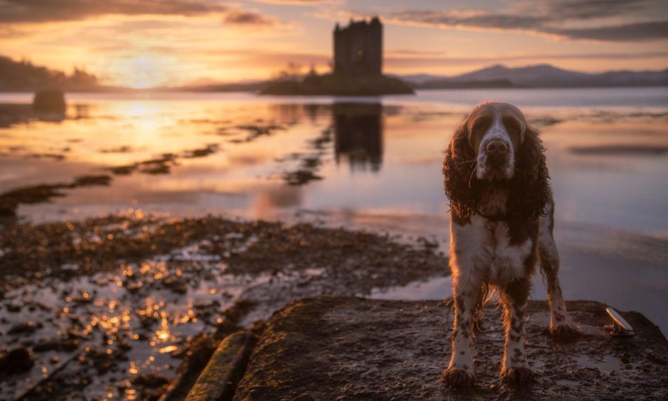 Lexi the Spaniel, a dog that's death was caused by anti-freeze, posed in front of a castle.