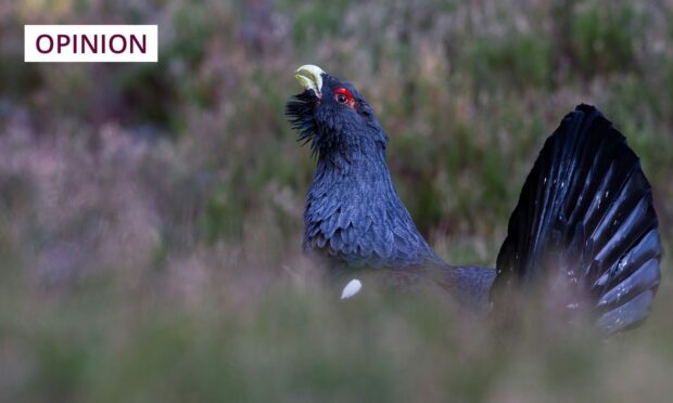A male capercaillie in the Scottish Highlands (Image: Andrew Sproule/Shutterstock)
