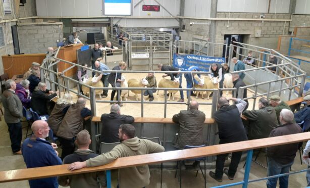 The annual show and sale of North Country Cheviot rams took place at Quoybrae. Image: Sandy McCook/DC Thomson