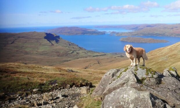 Dog sitting at the top of a Munro.