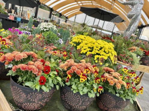 Autumn planters at Simpsons garden centre.