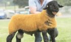 Sale leader in the Suffolks at £25,000 from Jimmy Douglas, Cairness.