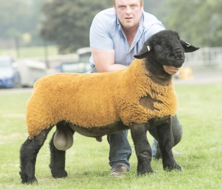 Sale leader in the Suffolks at £25,000 from Jimmy Douglas, Cairness.
