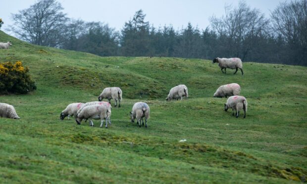 A number of sheep were killed in the incidents. Image: DC Thomson