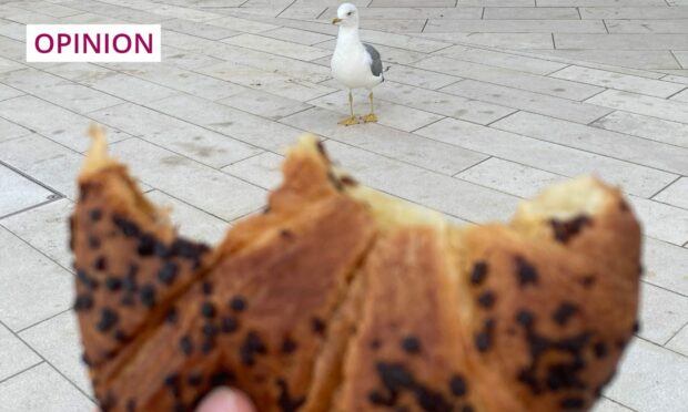 A hungry Italian seagull eyes up some potential breakfast in Venice (Image: Dallas King)