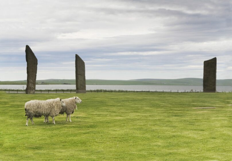 Standing Stones of Stenness in Orkney, Scotland with a pair of sheep