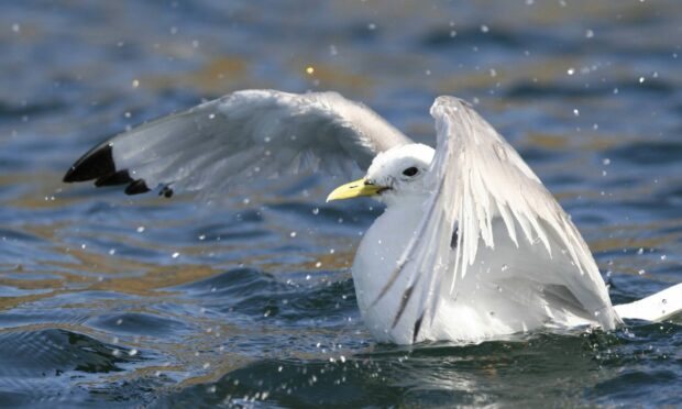 Birdlife in the sea off the north-east coast.