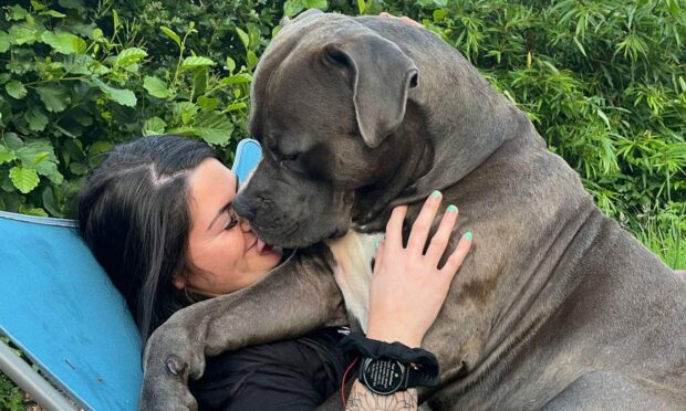 Bruno the 18-month XL Bully is sitting on his owners knee.