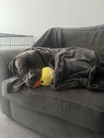 Bruno the XL Bully with his pet duck lying on the couch.