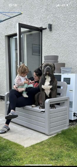 Bruno the XL Bully is a member of the family. He is sitting on a bench with Alina Mcfarlane's neice. 