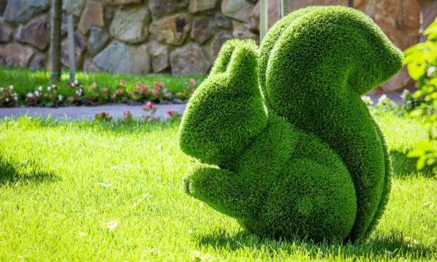 If you've ever fancied having a go at topiary, what is stopping you? Image: Shutterstock.