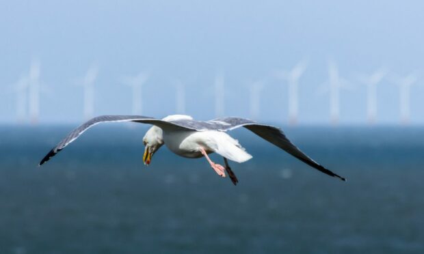 Flying gull with with offshore wind turbines in the background.