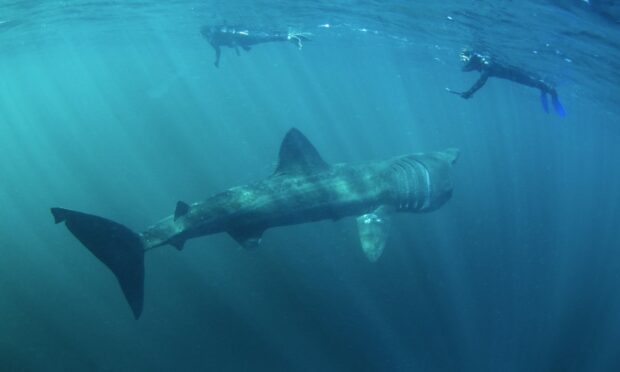 A basking shark.